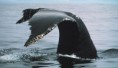 /album/fenykepgaleria/a800px-humpback-tail-fallarones-jpg/